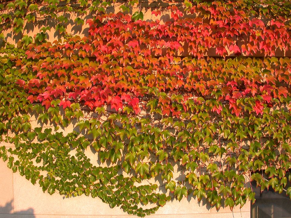  Boston ivy